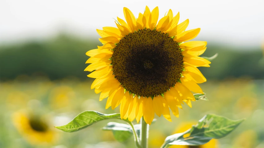 the sunflower is growing in the field of grass