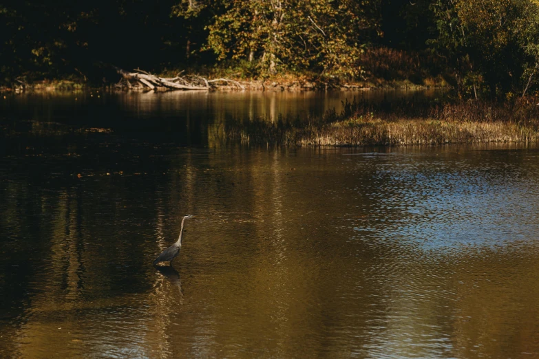 a lake with trees in the background and a duck swimming