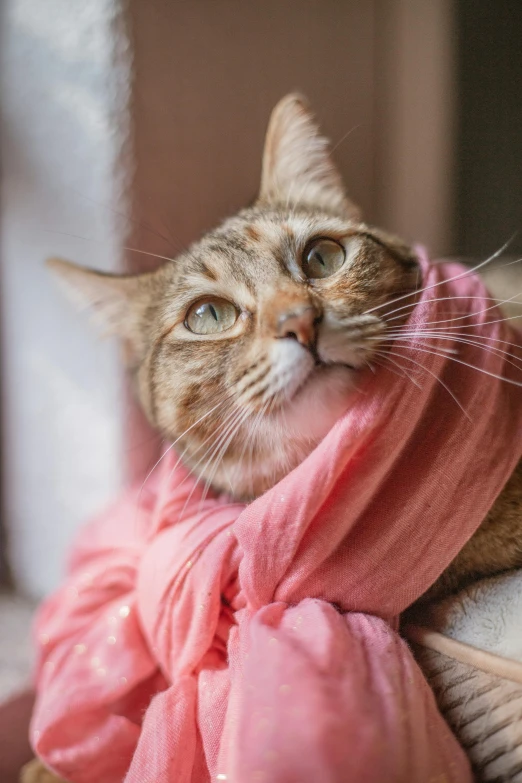 a cat is wearing a pink scarf over its head