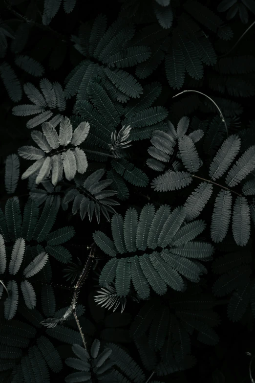 closeup of a dark colored leaves