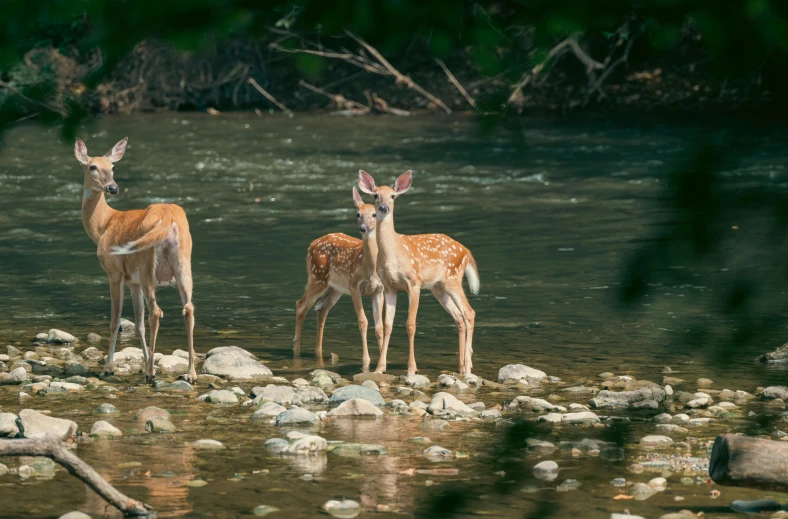 three young deer stand near rocks and water in shallow stream