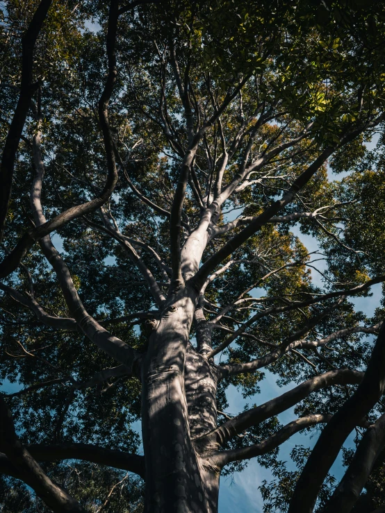 a very tall tree with lots of leaves and a sky background