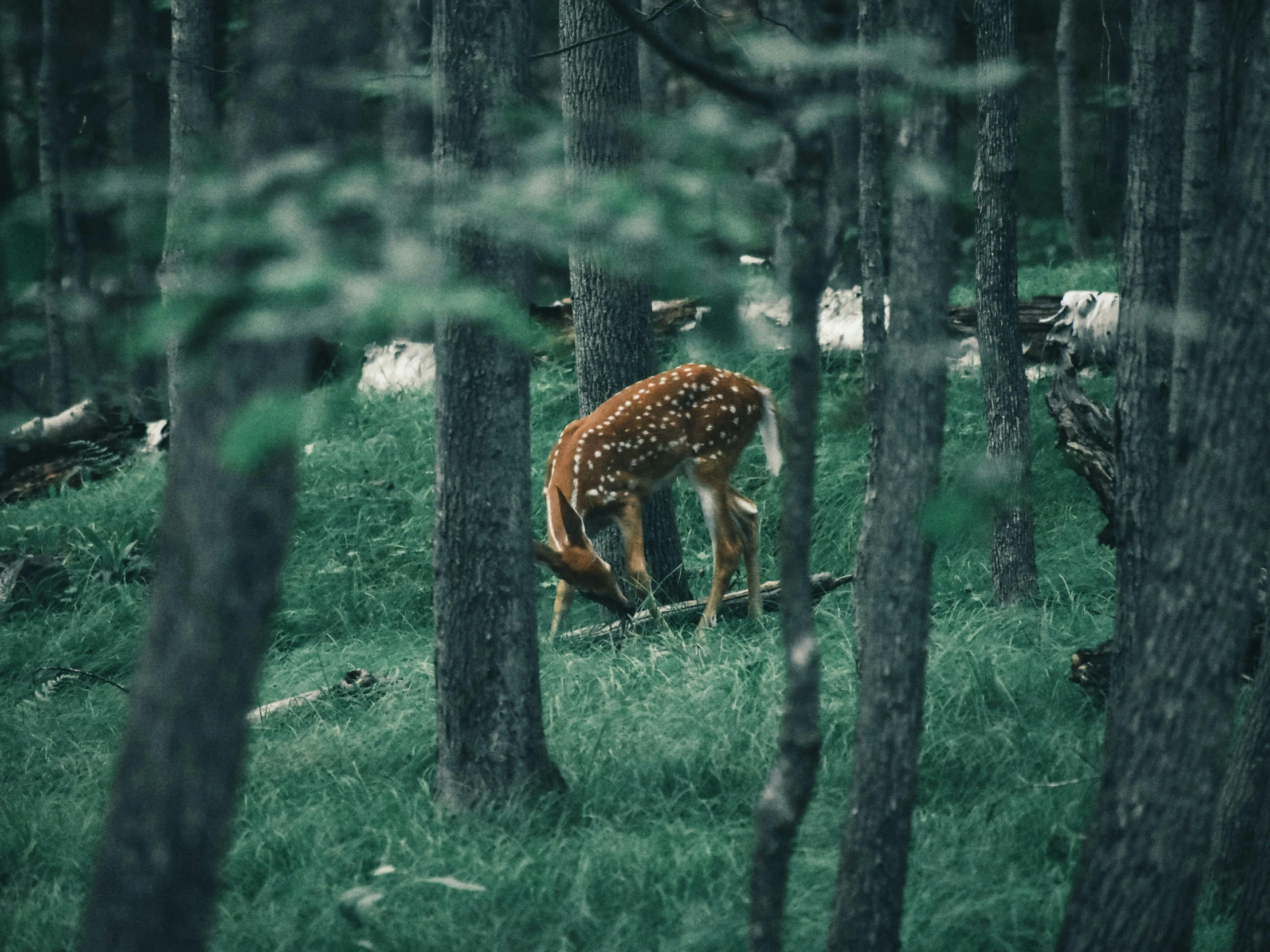 deer eating grass amongst the tall, green trees