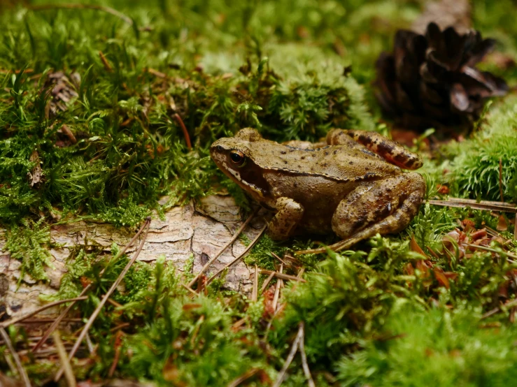 a frog sits in a field with green moss