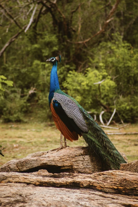 a beautiful peacock standing on a log in a field