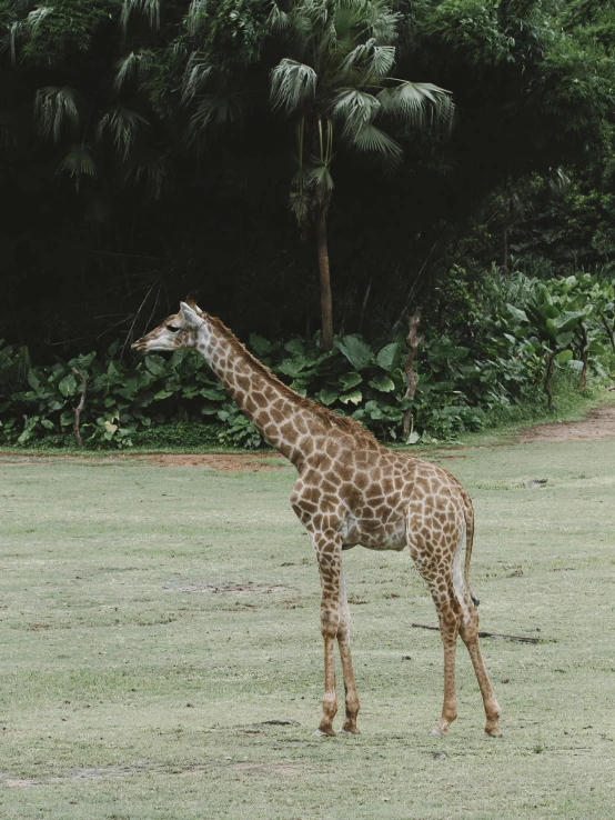 a giraffe standing on a grassy field