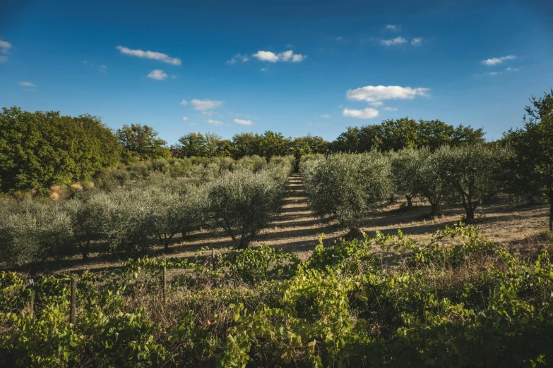 this is an open area with an abundance of fruit