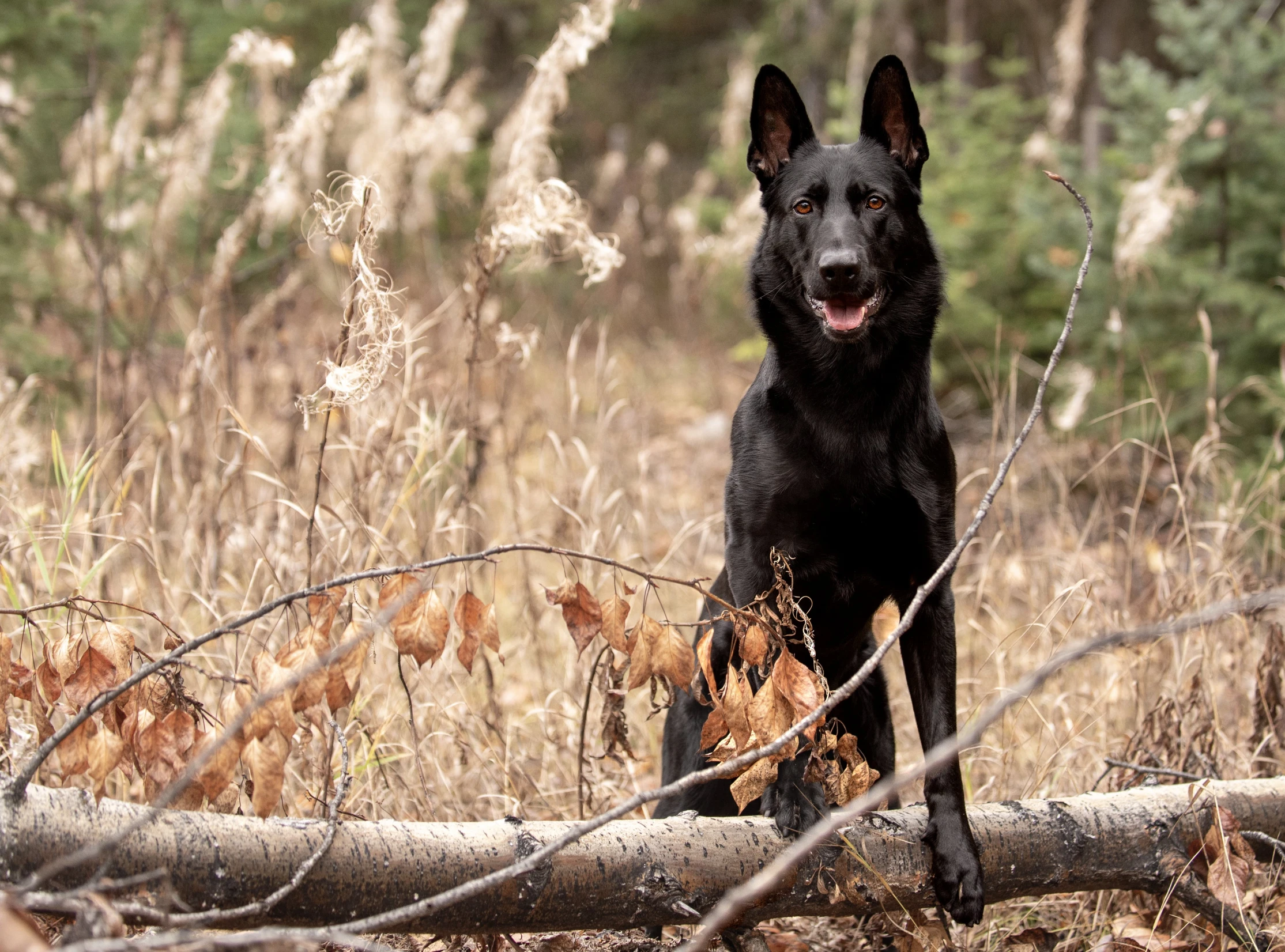 a dog sitting on the ground with a log in front of him