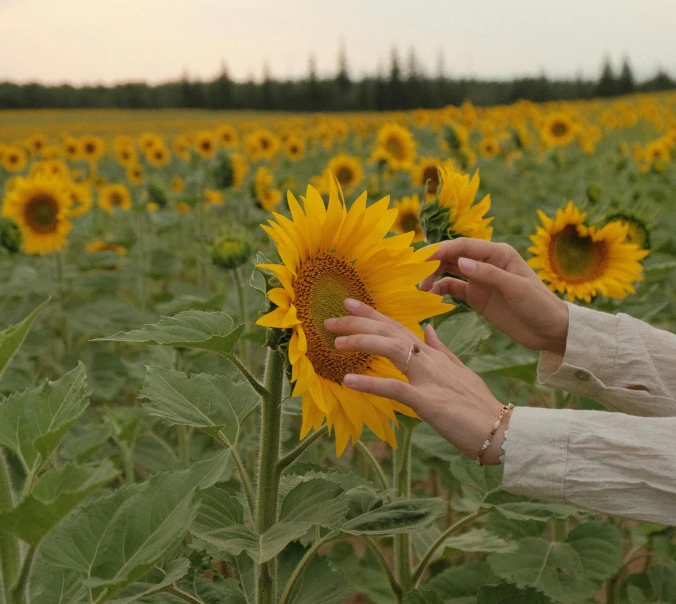 two hands holding onto an open sunflower in a field