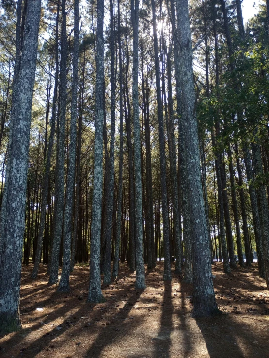 the sun shines through a row of trees