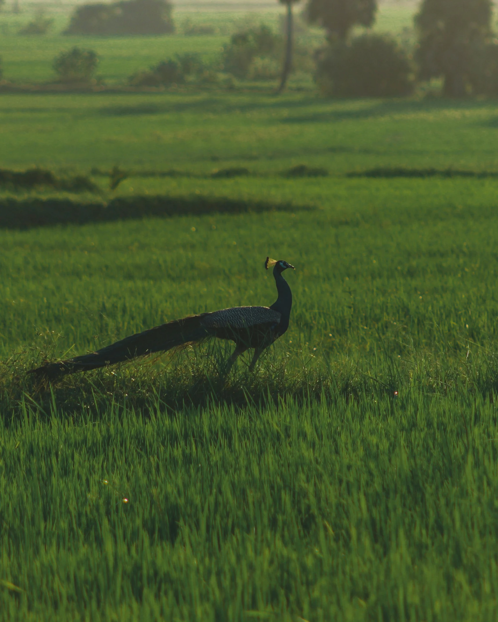 the peacock is standing out in the green grass