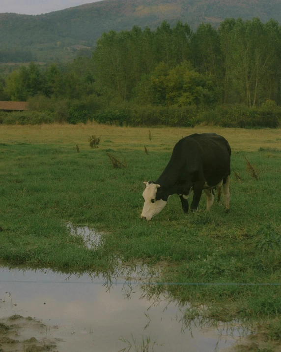 a black and white cow drinking water in a field