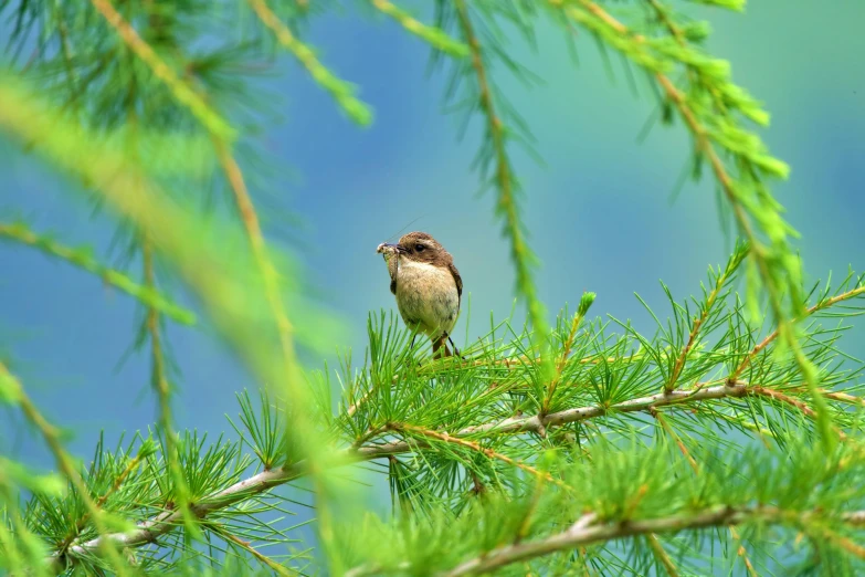 a bird is perched on top of a pine tree nch