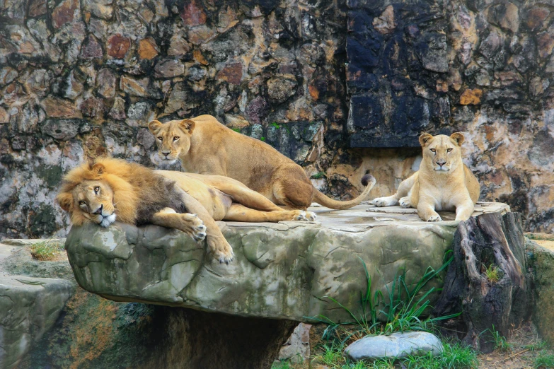 three lions laying on some rocks in a zoo exhibit