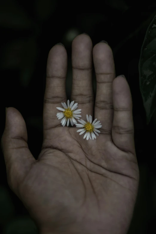 the two daisies are being held in a person's hand