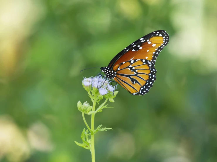 a large erfly resting on a purple flower