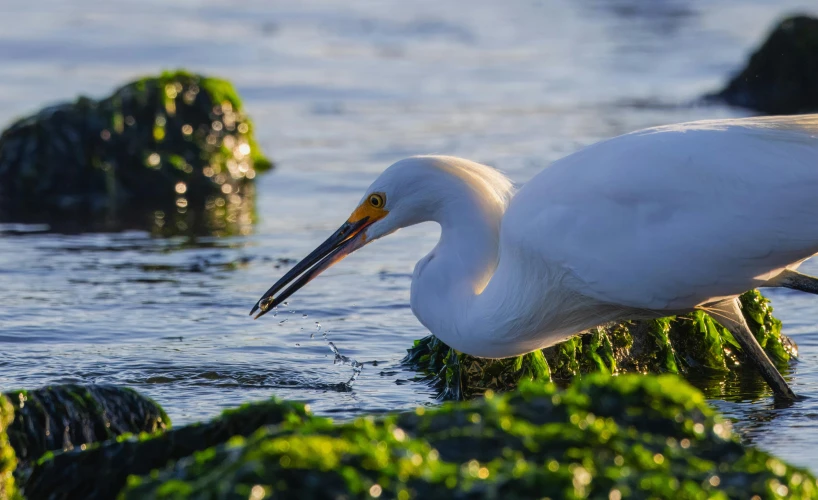 a very large white bird standing on some water