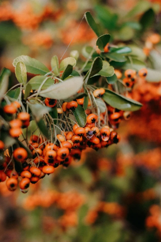 berries are ripe and hanging from a nch