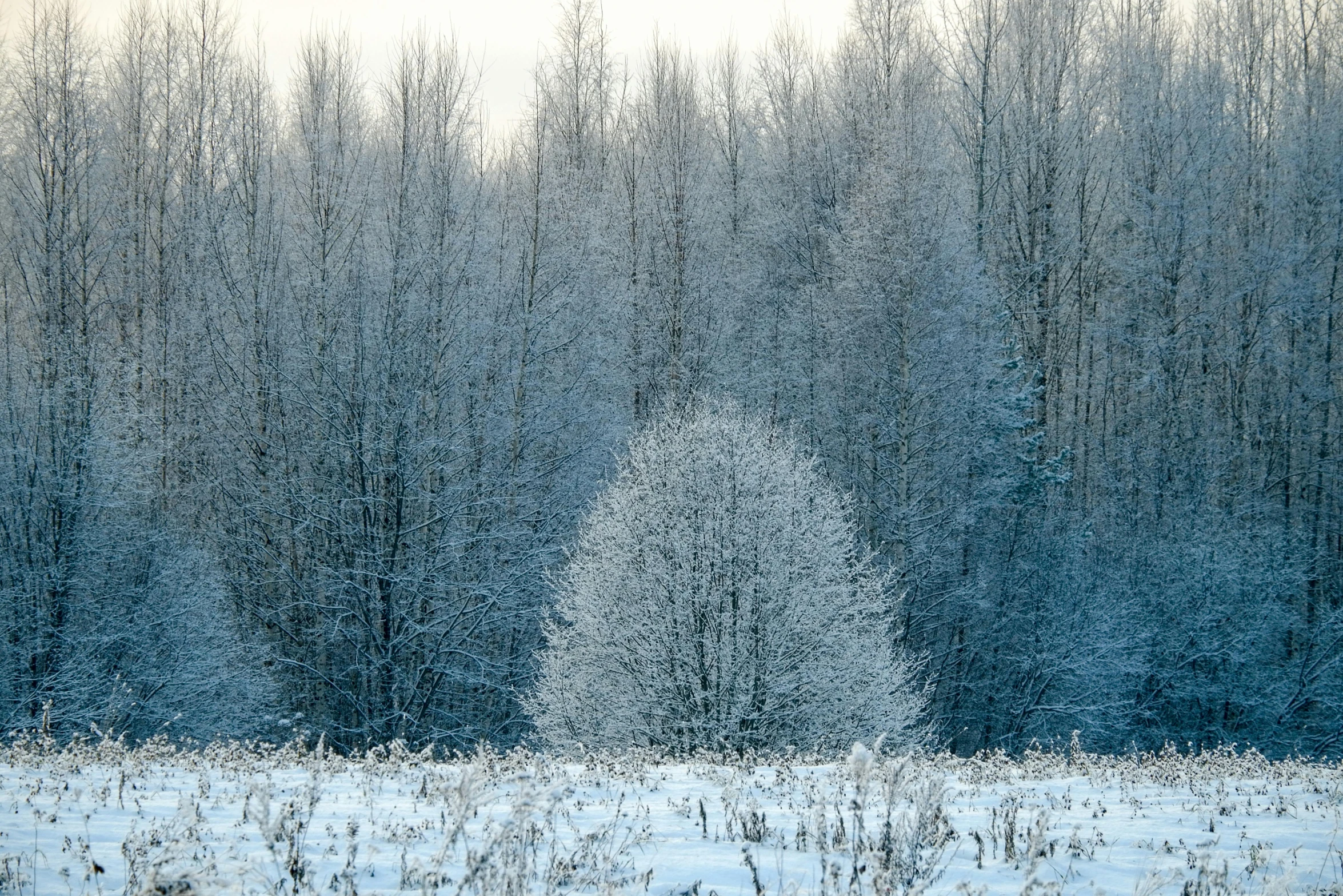 the snow covered tree is standing near trees