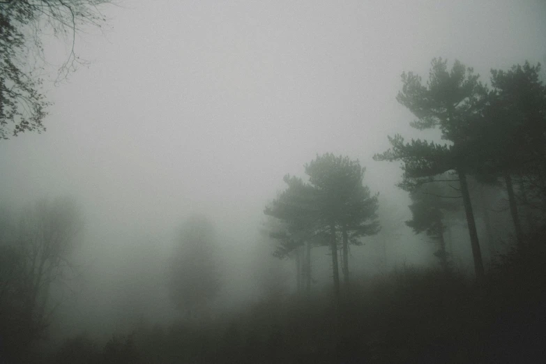 black and white po of trees on foggy day