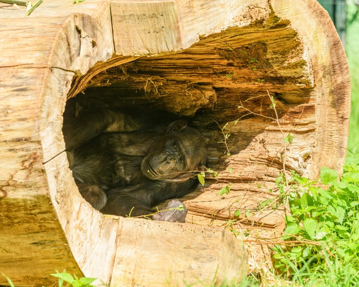 the grey cat is taking a nap in the tree stump