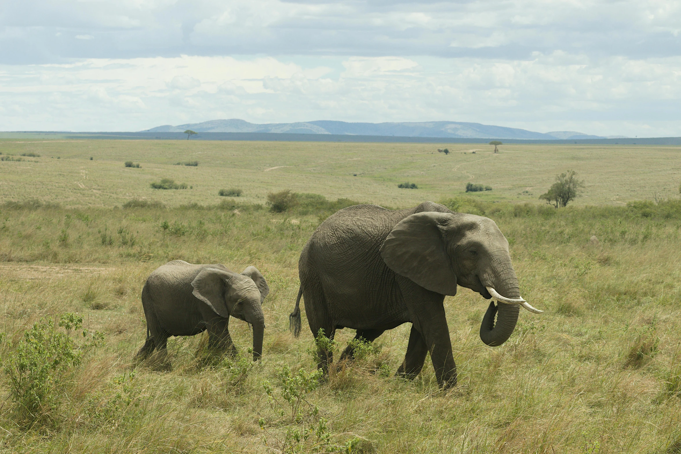 two adult elephants walking across a grassy field