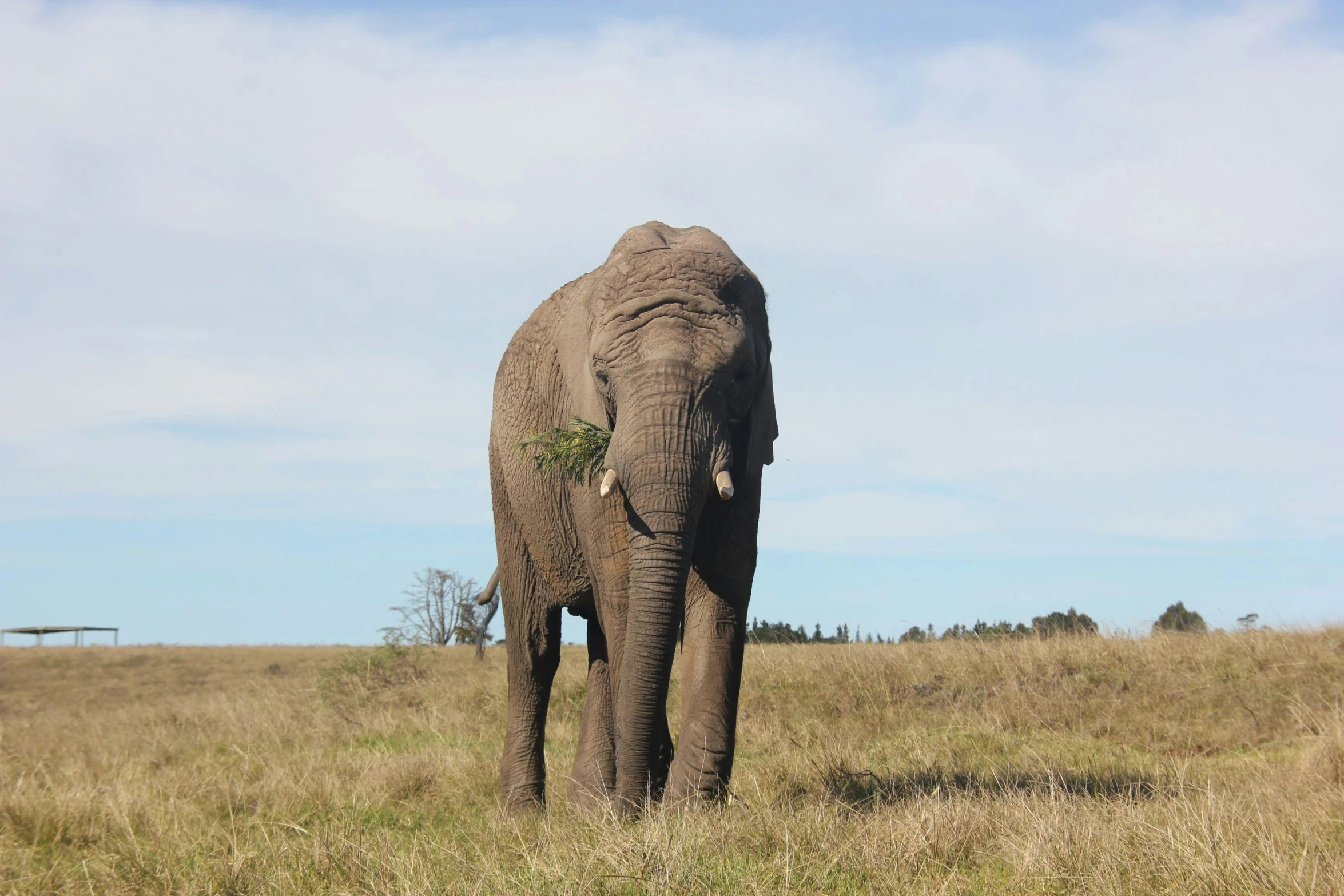 an elephant walking across a lush green field