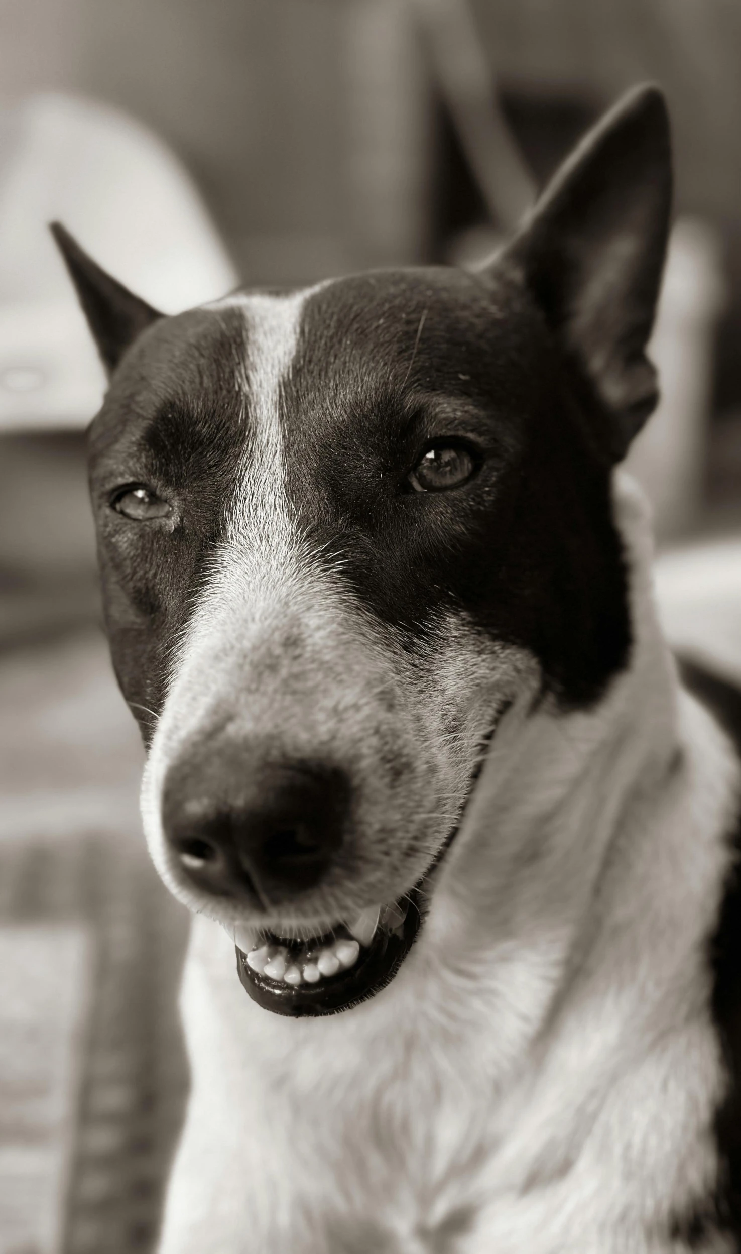 the dog is looking at soing while posing for a picture