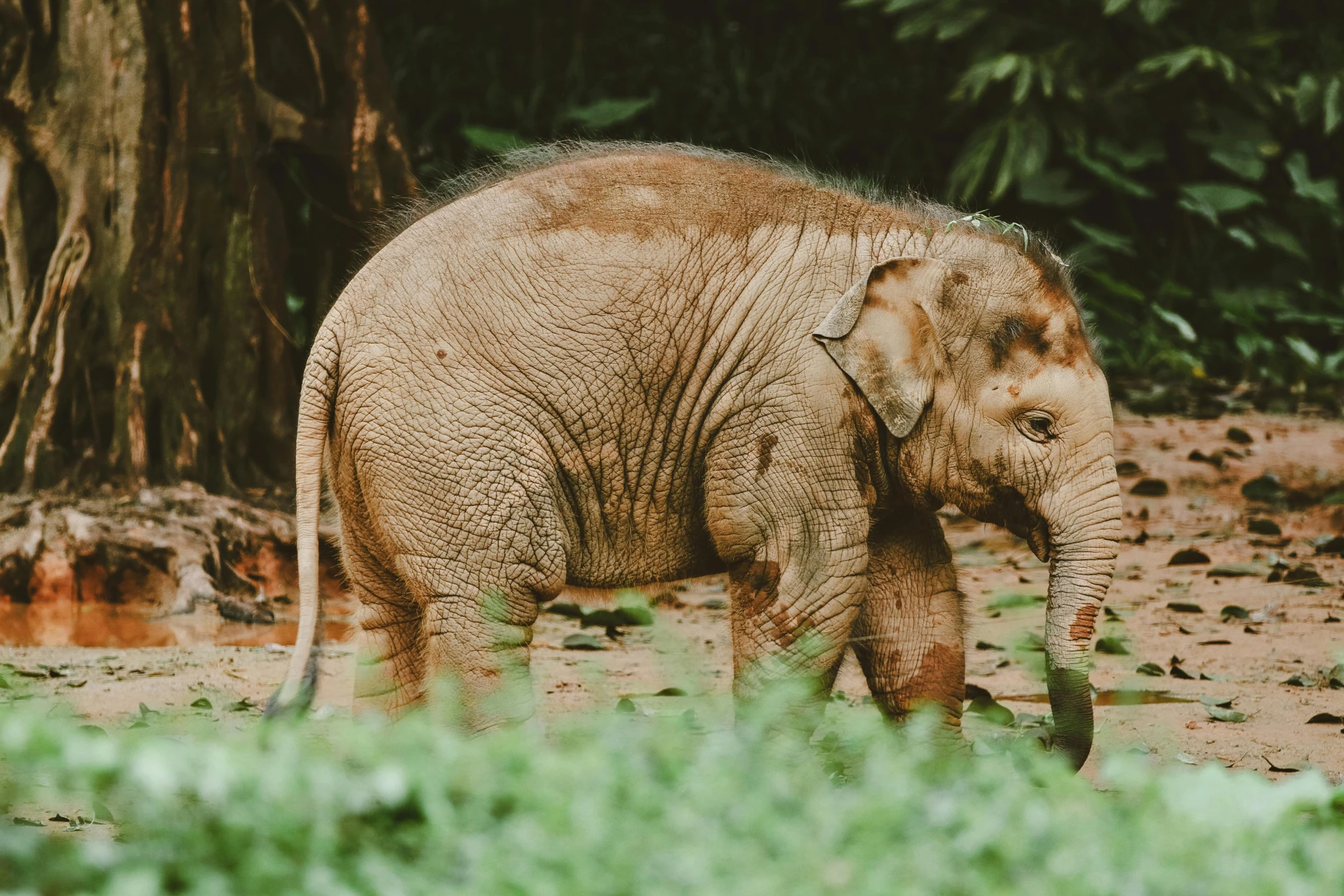 the elephant is standing next to the trees and grass