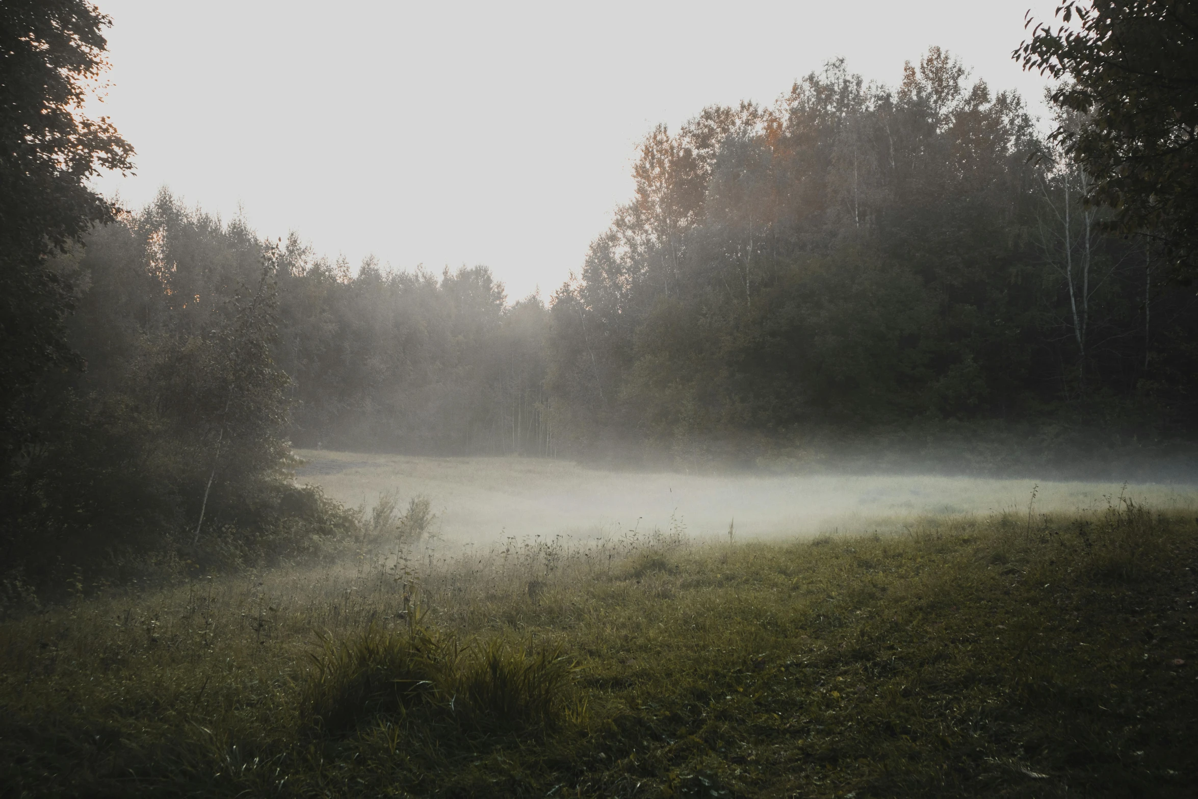 a foggy forest filled with trees and grass