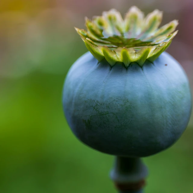 a close up view of a blue flower on a small stick