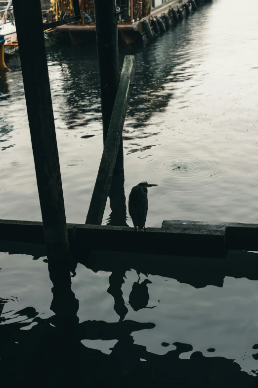 a black bird is sitting on a dock by water