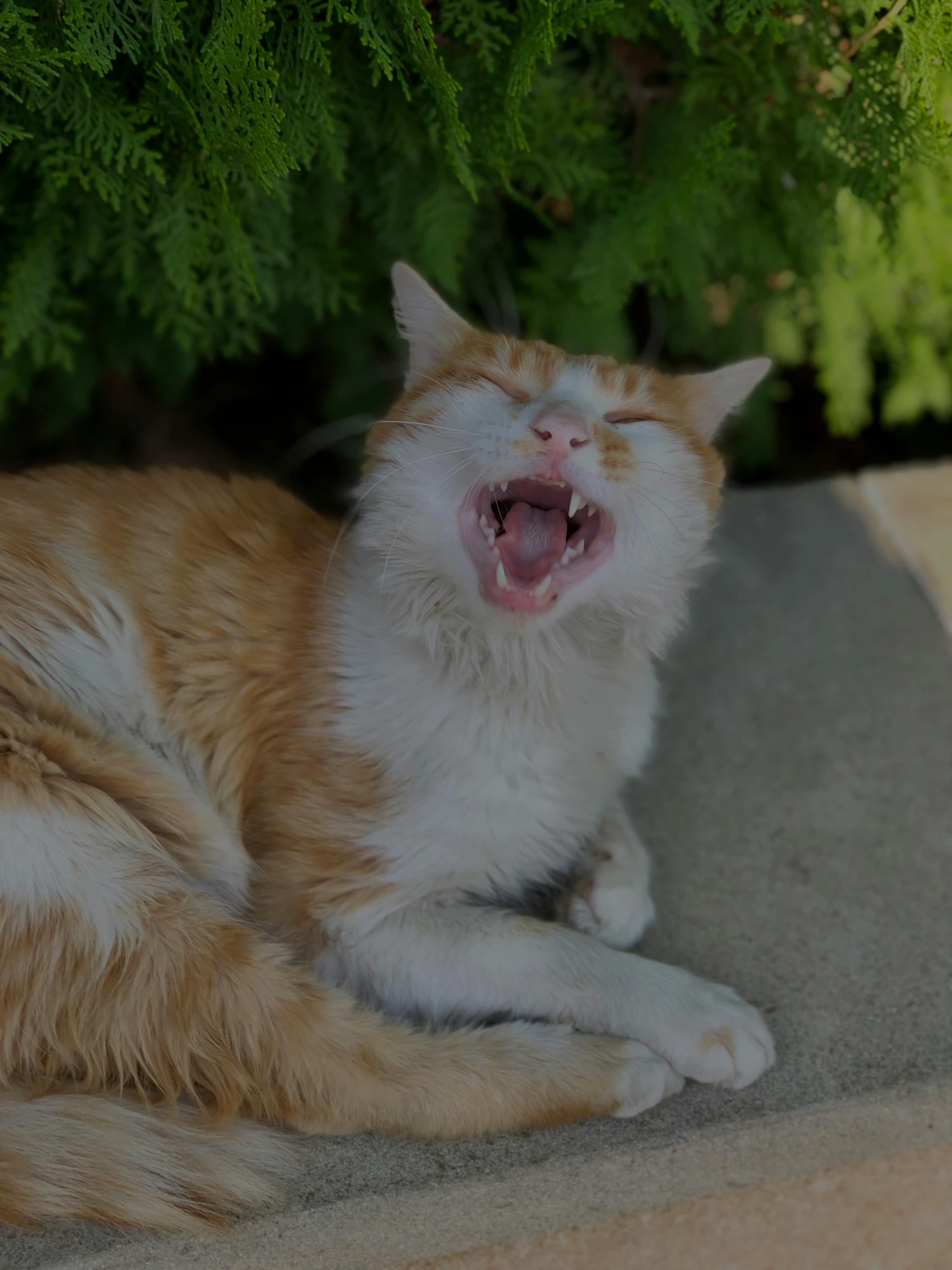 an orange and white cat yawns on a carpet near plants