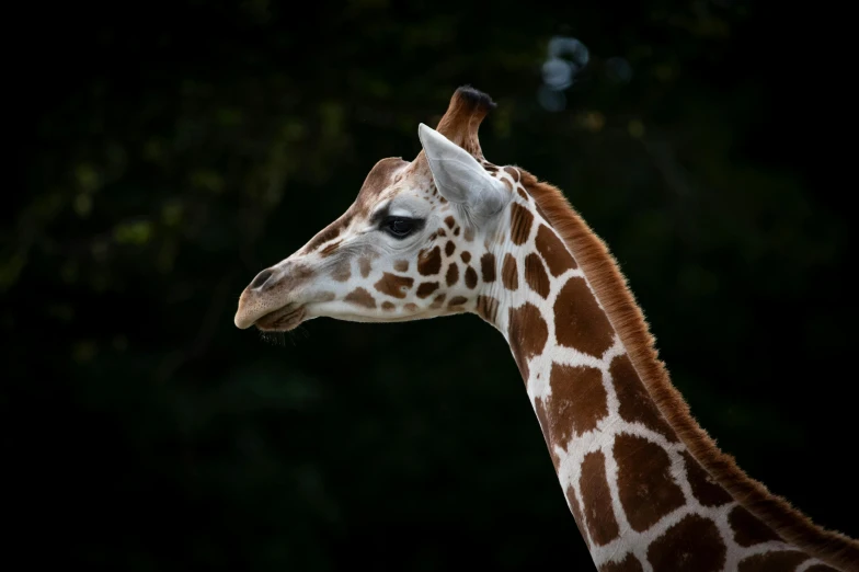 the neck and head of a giraffe in front of trees