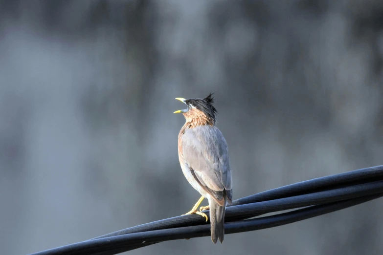 a brown bird standing on a wire near trees