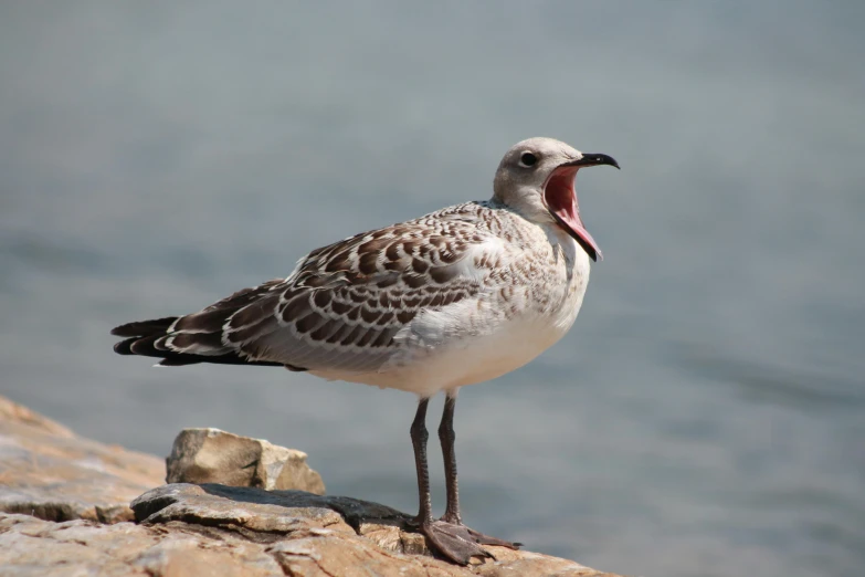 a bird with an open mouth on a beach