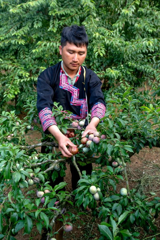 a man is picking fruits from the tree