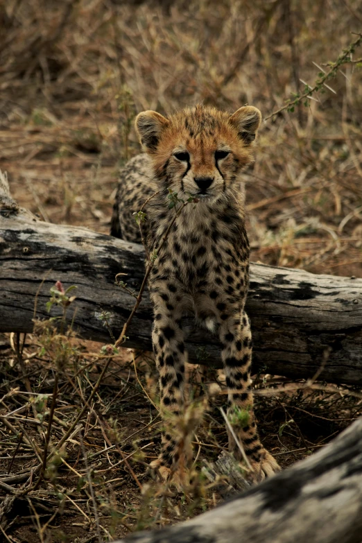 a cheetah cub is standing by a fallen tree