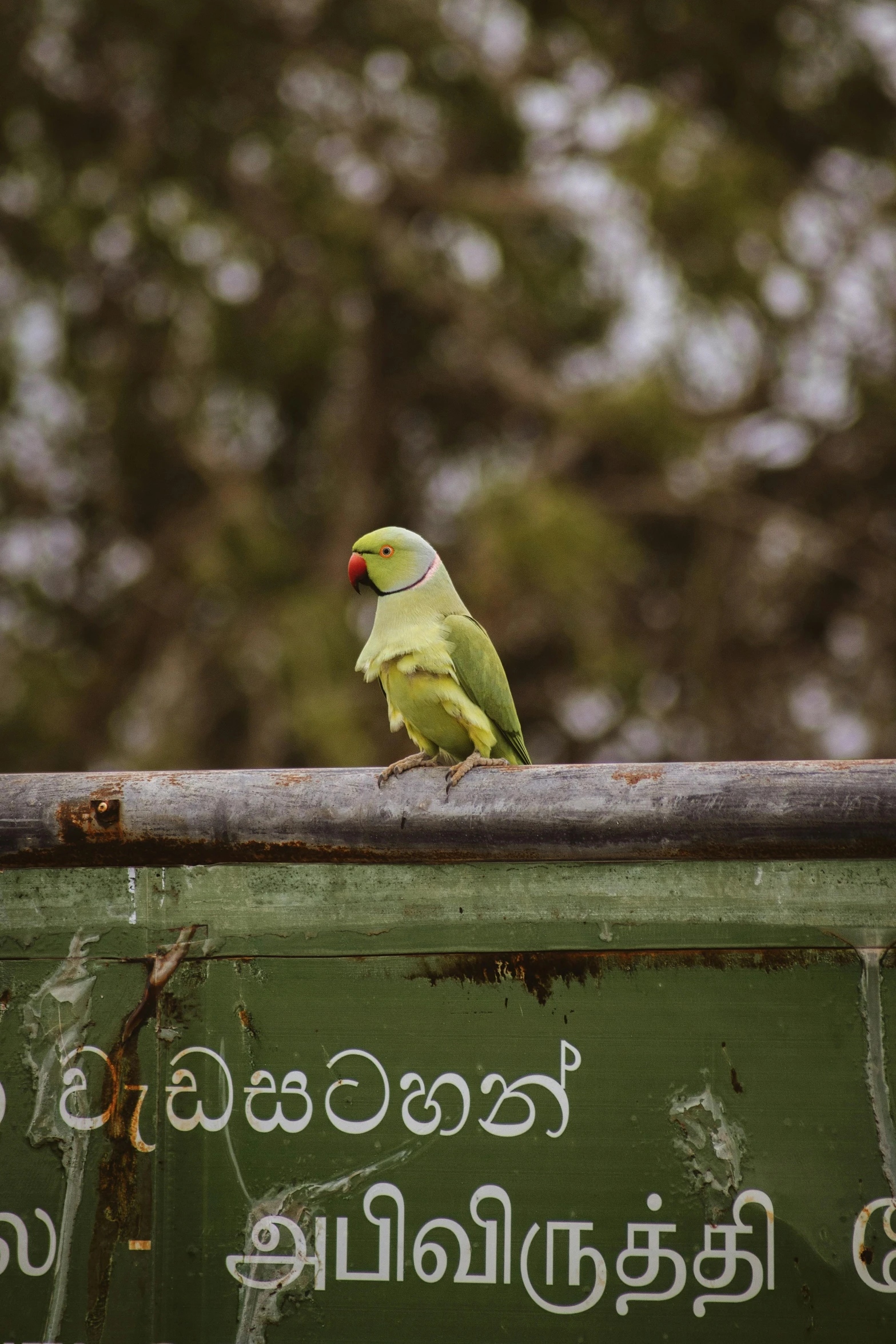 there is a small bird that is perched on the rail