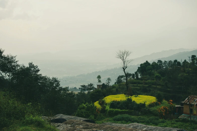 a tree sitting on top of a lush green hillside