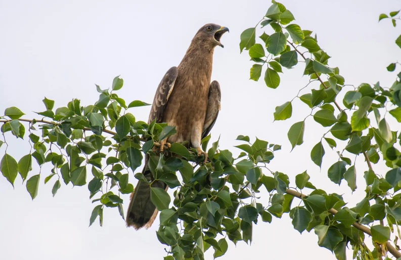 a bird of prey sitting on top of a tree nch