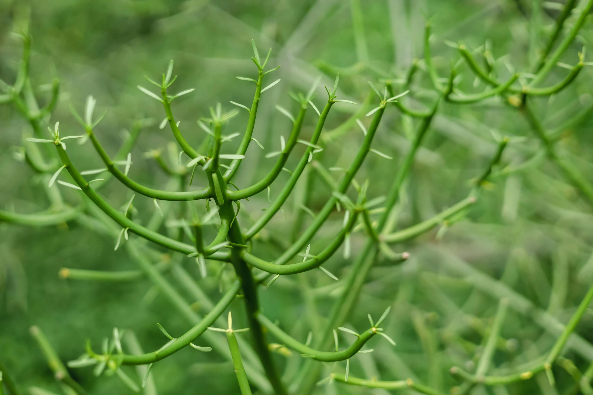 this po depicts an evergreen that has its nches sprouts