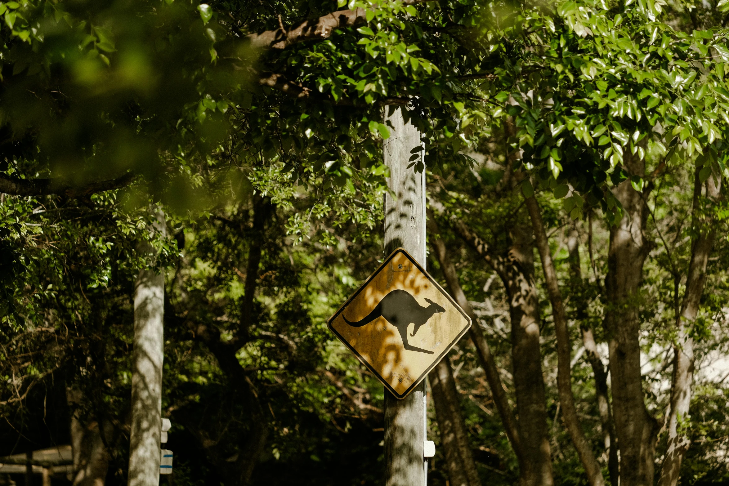 a sign is posted in the woods and displays kangaroo