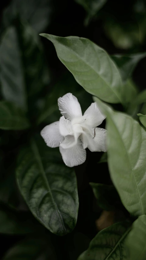 a close - up po of a flower on a tree