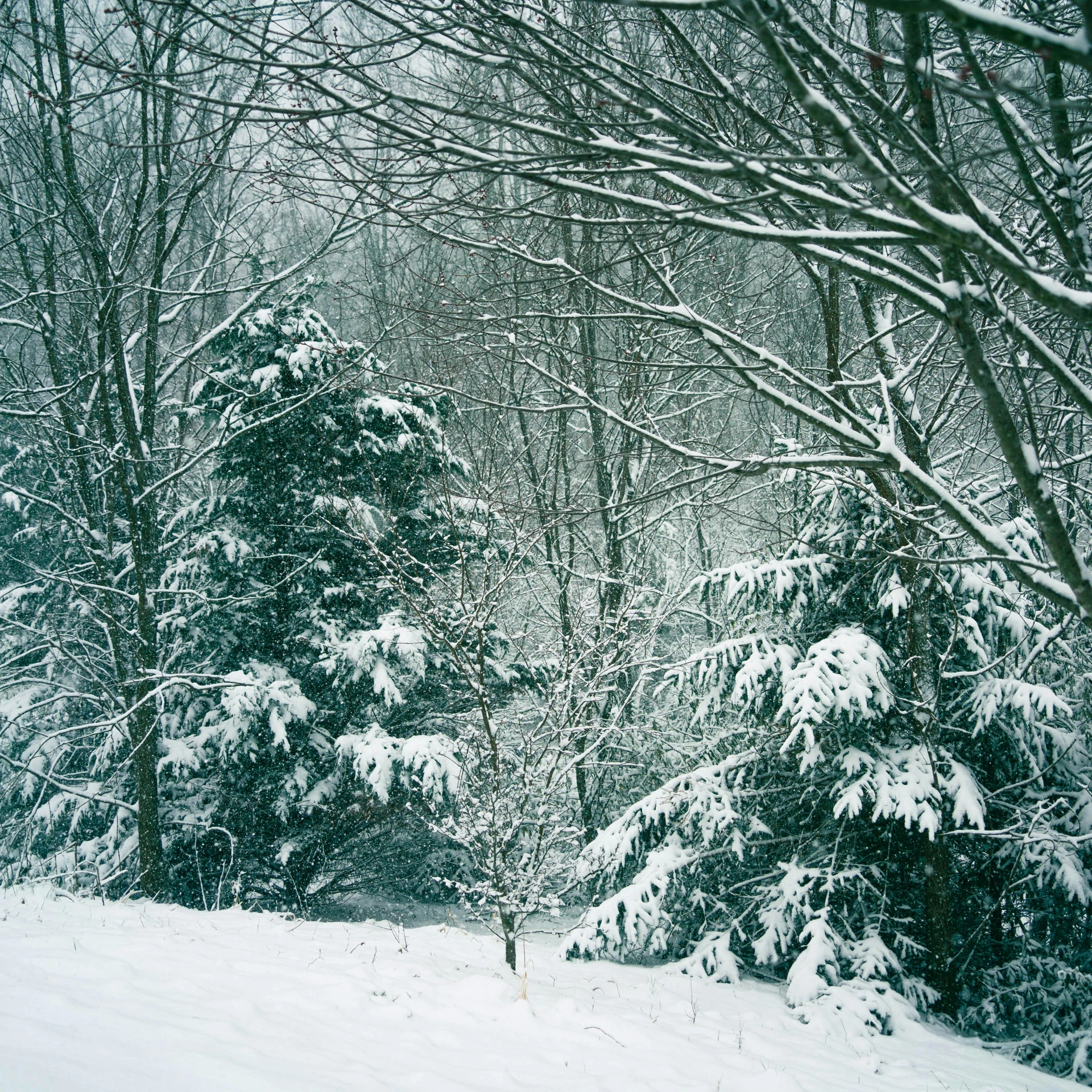 a person skis across a path next to trees