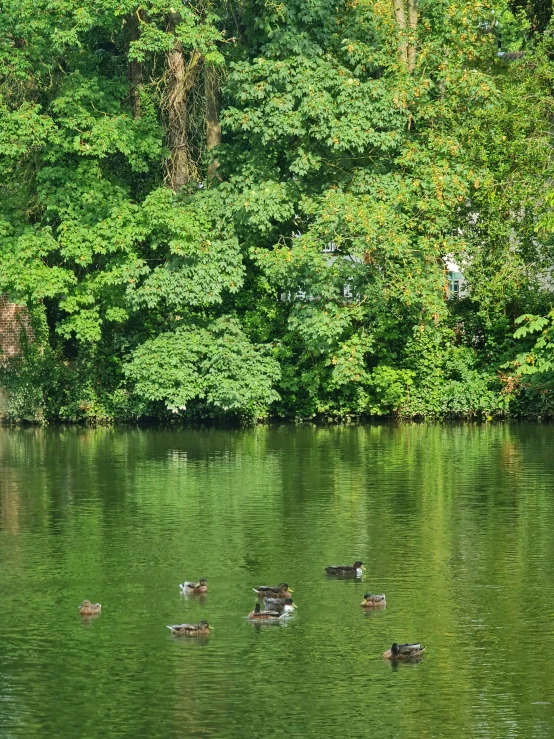 ducks swimming in the water near some green trees