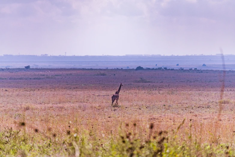 giraffe running across a plain with other large animal