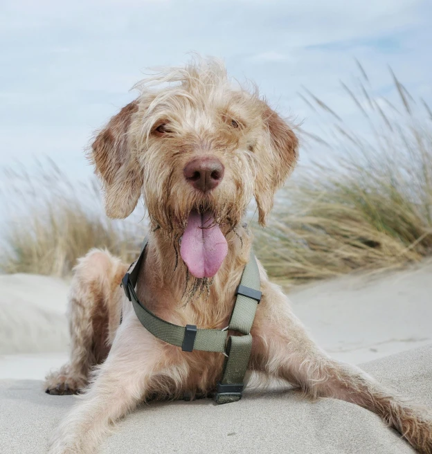 the dog is sitting on the sand by himself