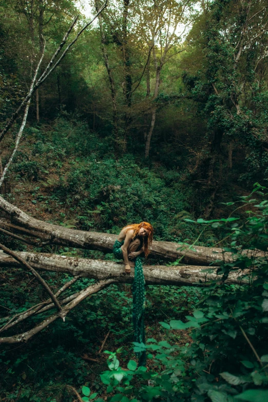 the tree is in the middle of the woods