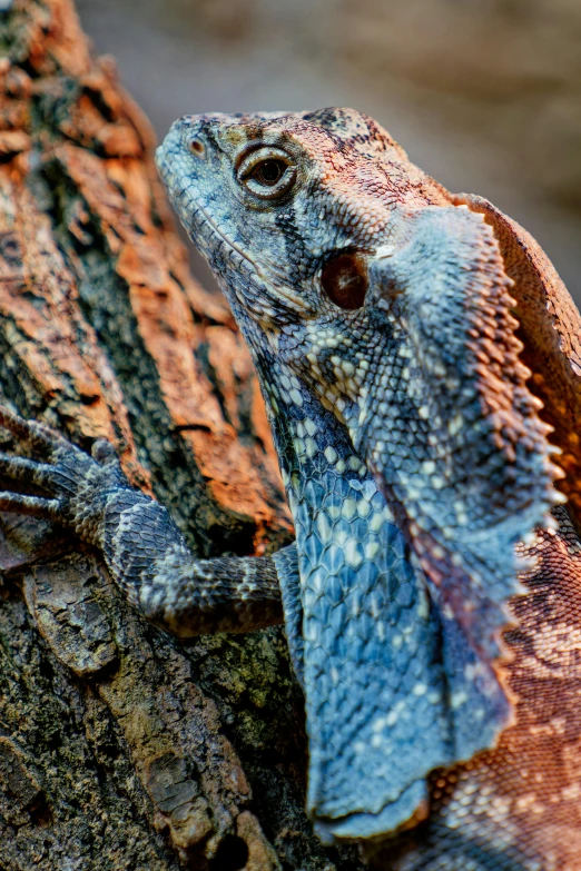 a lizard on the side of a tree trunk